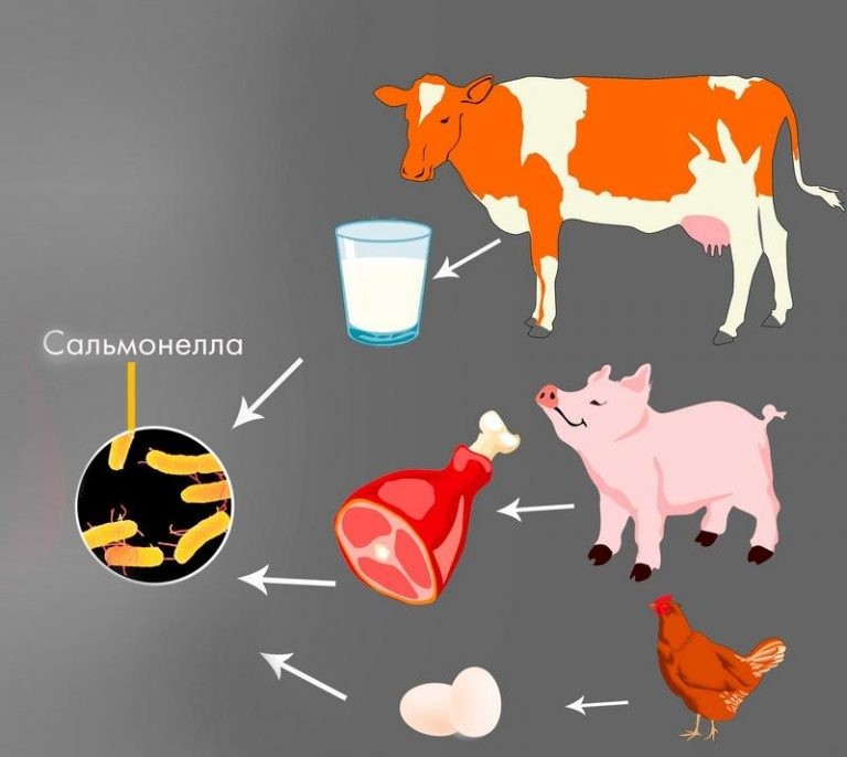 Сальмонеллез: как не дать ему шанс Сальмонеллез: как не дать ему шанс