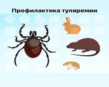 Туляремия · источники, клиника, лечение Туляремия · источники, клиника, лечение